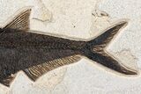 Green River Fossil Fish Mural With Diplomystus & Cockerellites #254197-4